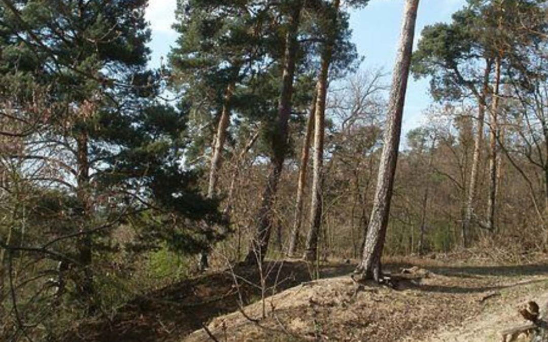 Führung durch den Rheinauer Wald und das Naturschutzgebiet Hirschacker