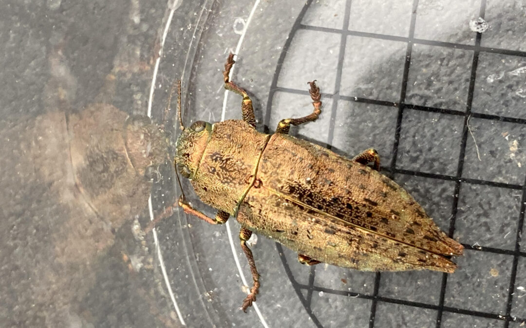 Berliner Prachtkäfer – Dicerca berolinensis