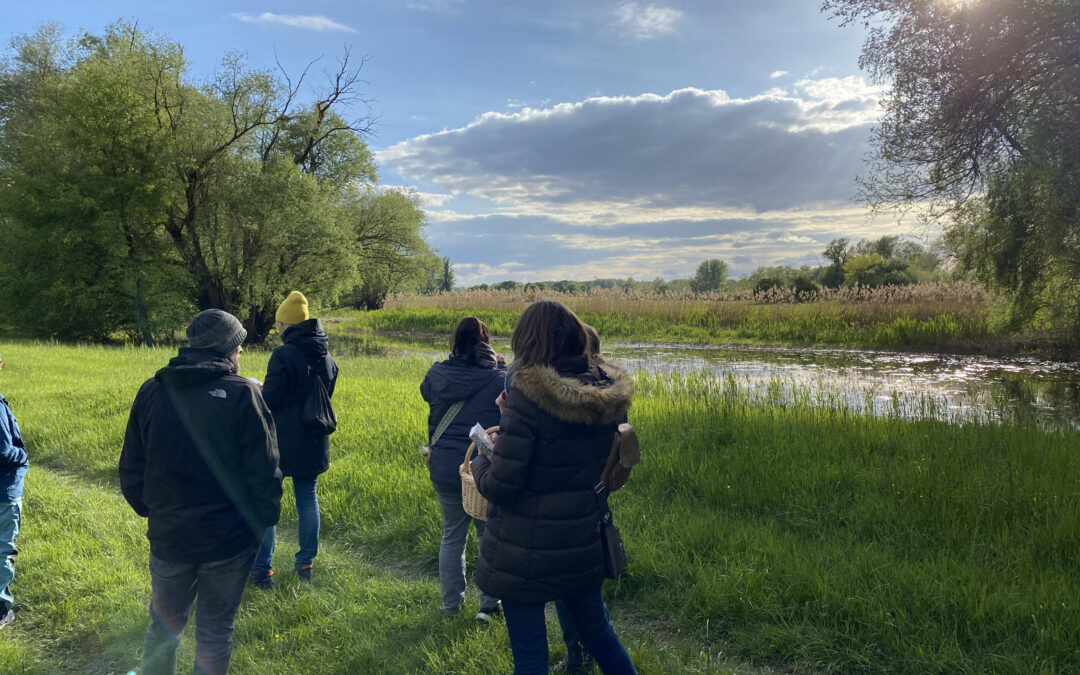 Wildkräuter im Frühling entdecken – Kräuterspaziergang in den Riedweisen Rheinau, 25.04.2024