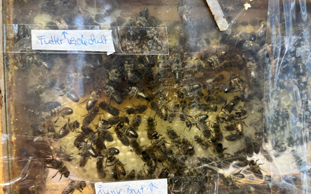 Faszination Honigbiene – eine Reise durch den Bienenstock