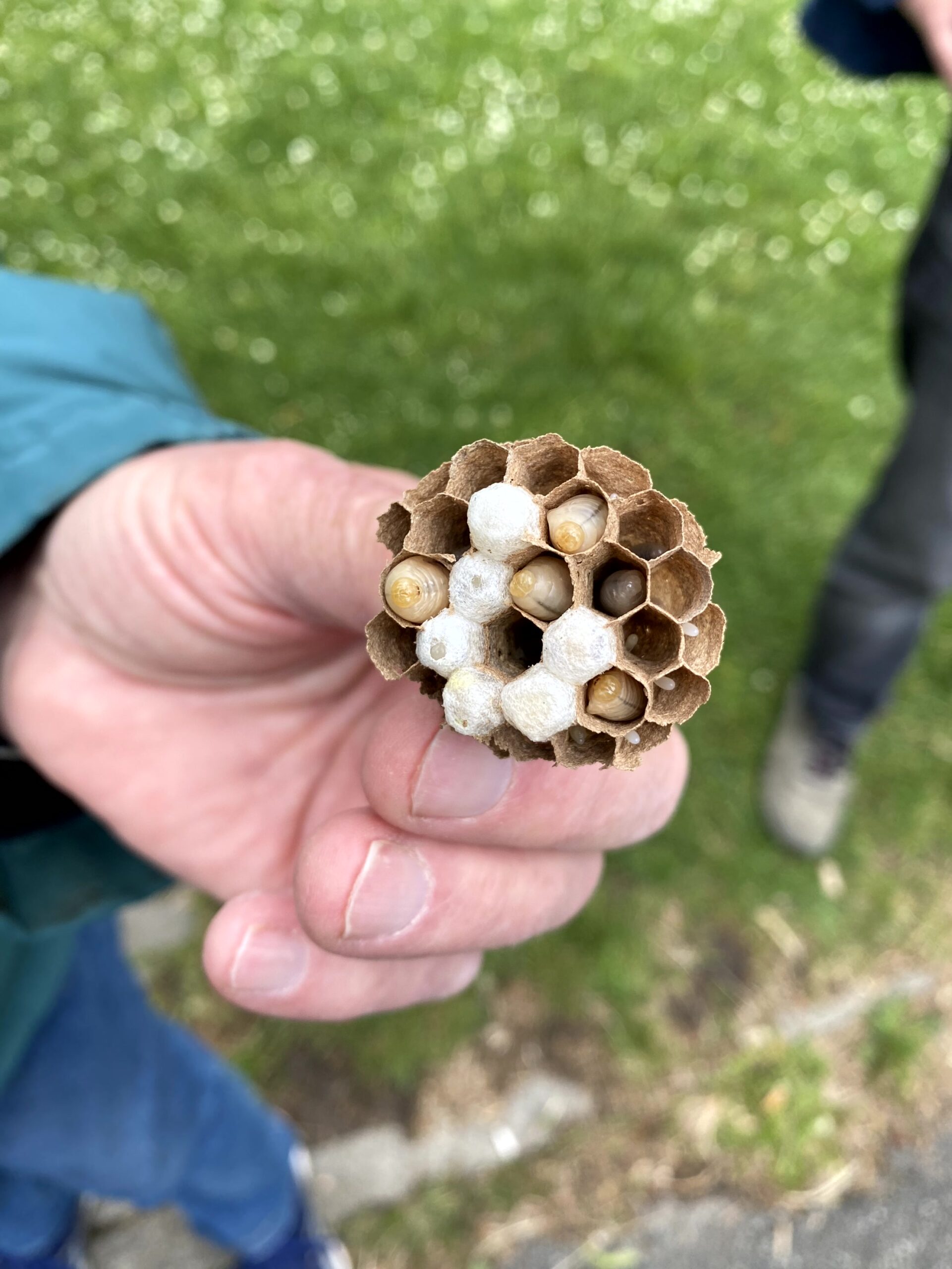 Spaziergang entlang des Baumlehrpfads am Vogelstangsee