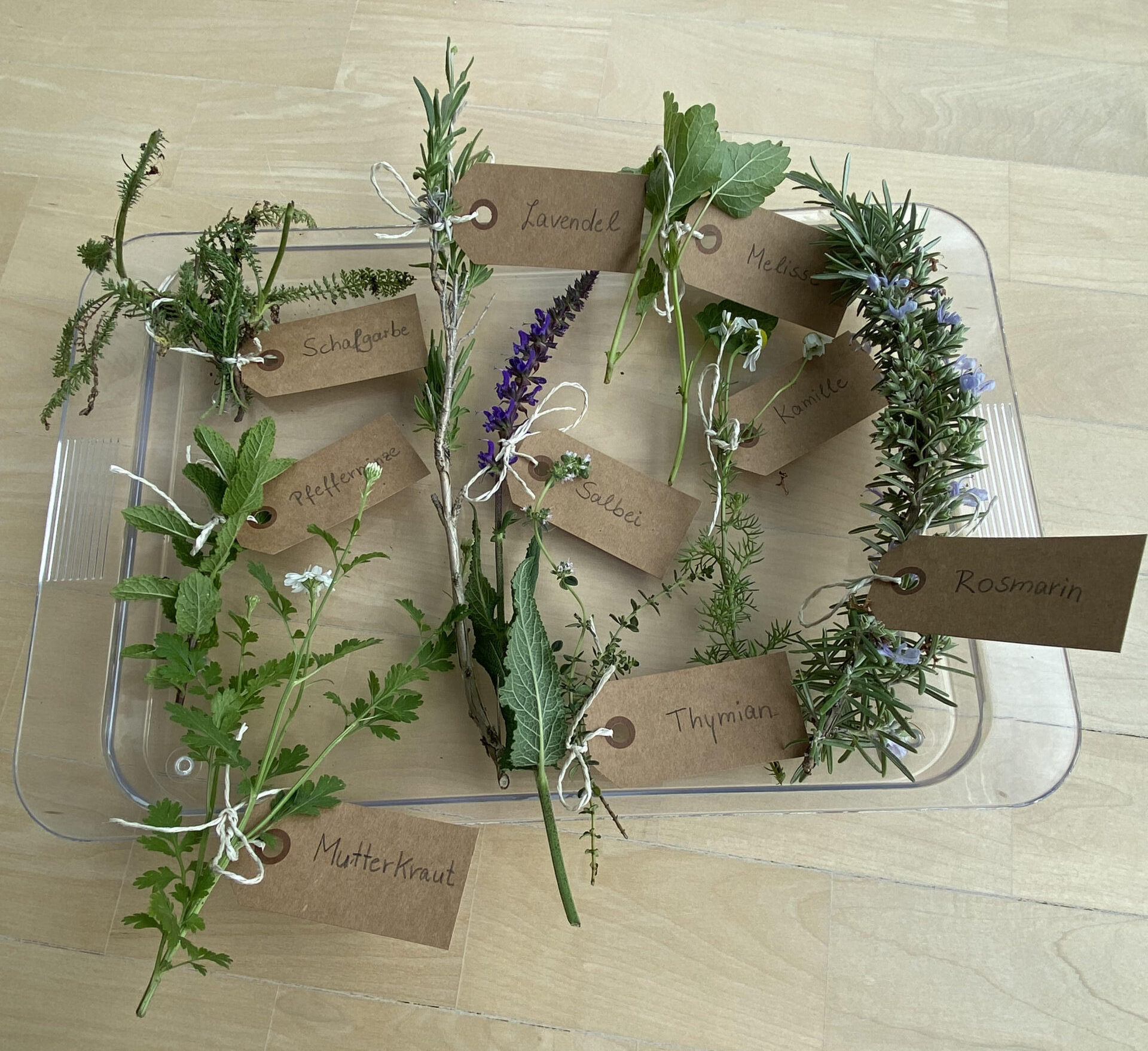 Phytopharmaka – Heilpflanzen von Kopf bis Fuß